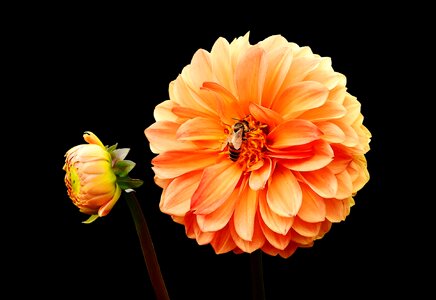 Autumn asteraceae flower garden