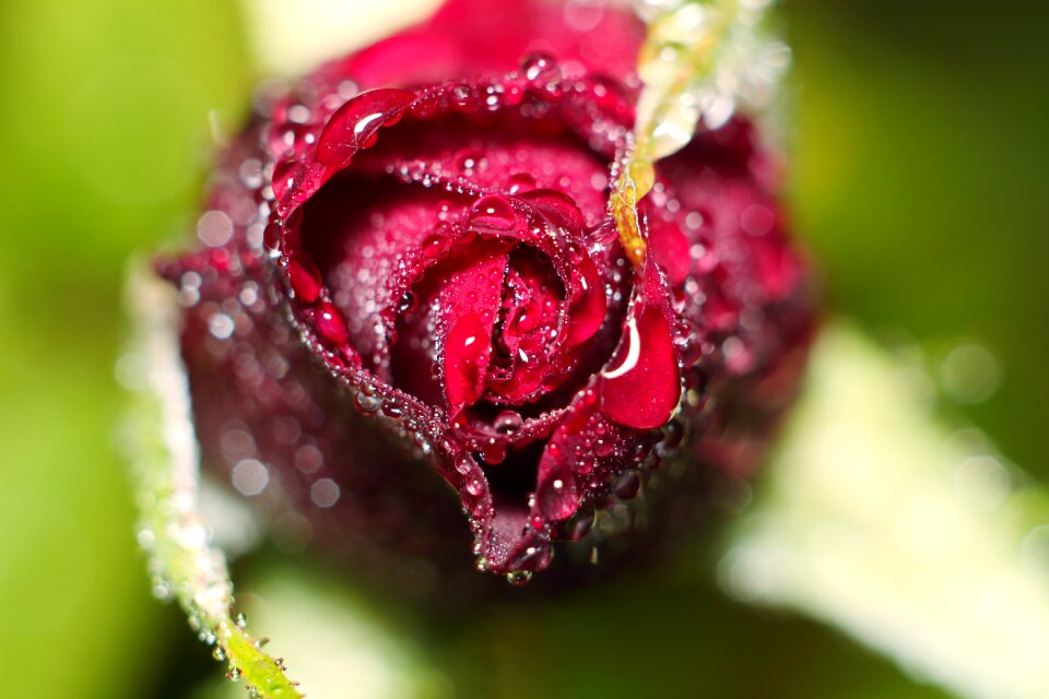 Krupnyj plan plant rose