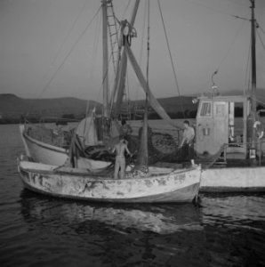Visser Chanan Welish en zijn helpers storten de sardinevangst uit in de verzamel, Bestanddeelnr 255-2884
