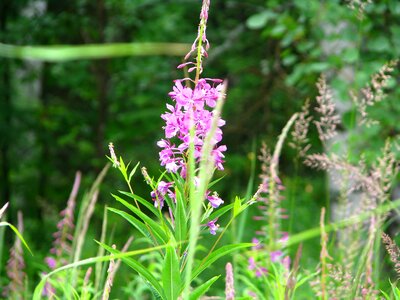 Plants nature flower