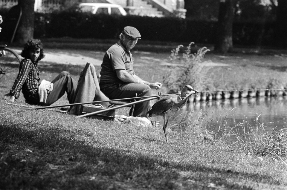 Visser in Vondelpark heeft reiger vis gegeven, Bestanddeelnr 929-8374
