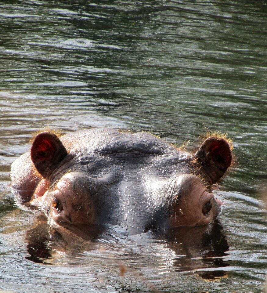 Nature animal water