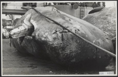 Visserij Walvisvangst, Bestanddeelnr 036-0167