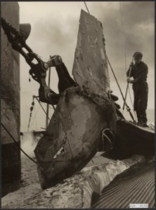 Visserij Walvisvangst, Bestanddeelnr 036-0145