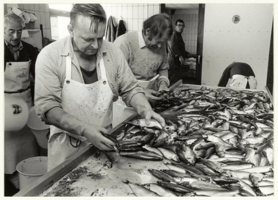 Visbedrijf Pronkvis, IJmuiden. Het met de hand sorteren van haring. NL-HlmNHA 54015469