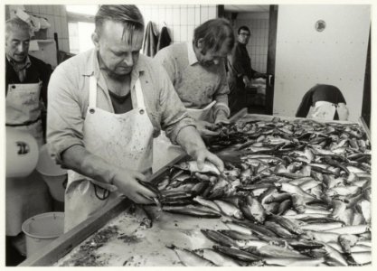 Visbedrijf Pronkvis, IJmuiden. Het met de hand sorteren van haring. NL-HlmNHA 54015469