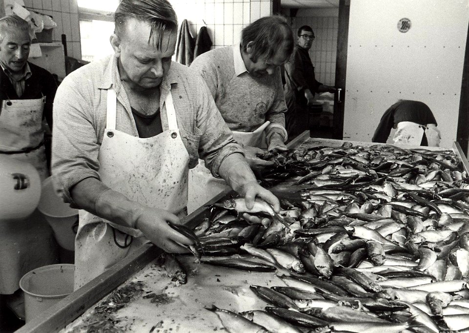Visbedrijf Pronkvis IJmuiden. Het met de hand sorteren van zoute haring. Aangekocht in 1987 van United Photos de Boer bv. - Negatiefnummer 26391 k 24. - Gepubliceerd in het Haarlems Dagblad van 07.06