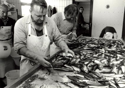 Visbedrijf Pronkvis IJmuiden. Het met de hand sorteren van zoute haring. Aangekocht in 1987 van United Photos de Boer bv. - Negatiefnummer 26391 k 24. - Gepubliceerd in het Haarlems Dagblad van 07.06