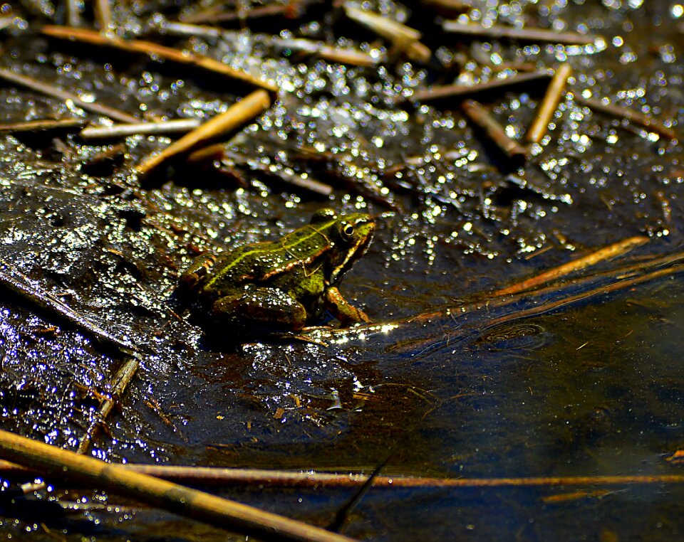 Reptile nature animal world