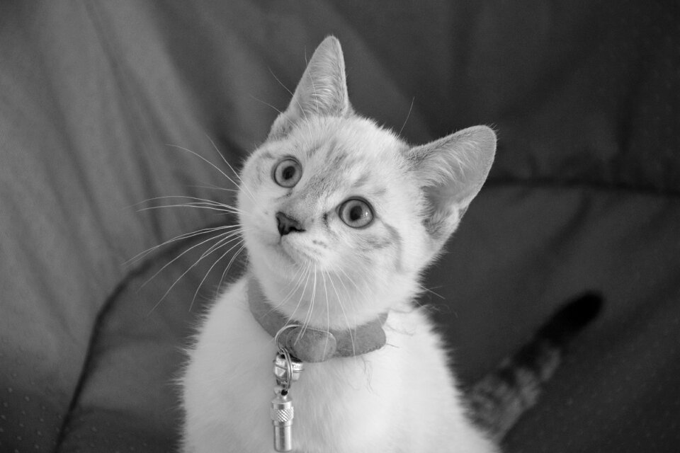 Animal feline cat eyes