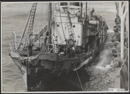 Visserij Walvisvangst, Bestanddeelnr 036-0168