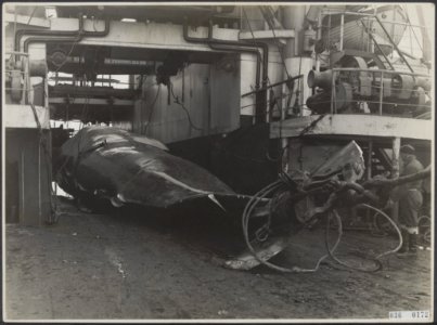 Visserij Walvisvangst, Bestanddeelnr 036-0172