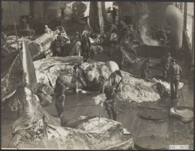 Visserij Walvisvangst, Bestanddeelnr 036-0173