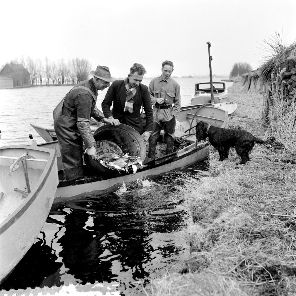 Vis uitzetten in de Vinkeveense plassen, Bestanddeelnr 909-4191