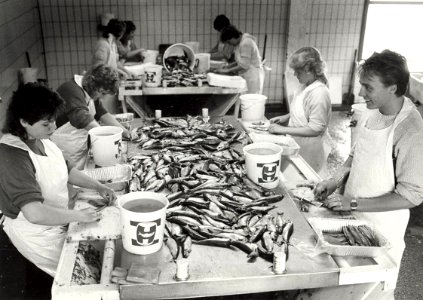Visbedrijf Pronkvis IJmuiden, Halkade 4a 6. Het schoonmaken van de zoute haring. Aangekocht in 1987 van United Photos de Boer bv. - Negatiefnummer 26391 k 30 A. - Gepubliceerd in het Haarlems Dagblad 