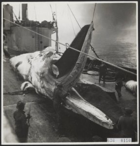 Visserij Walvisvangst, Bestanddeelnr 036-0150