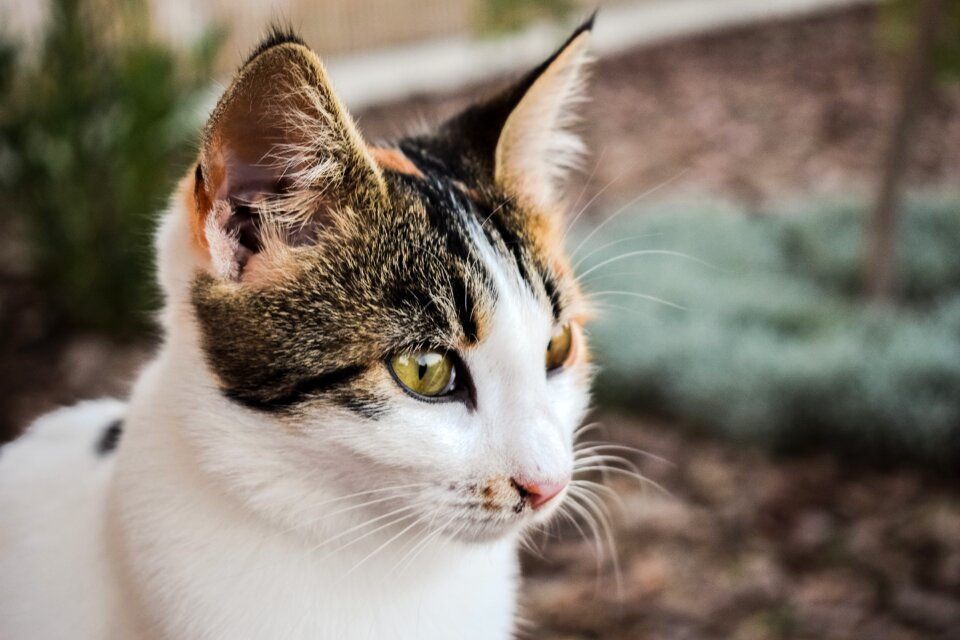 Feline animal eyes photo