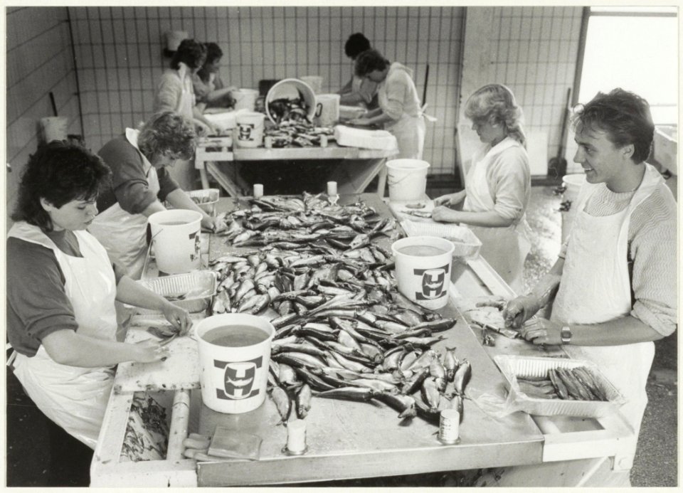 Visbedrijf Pronkvis, IJmuiden. Het schoonmaken van zoute haring. NL-HlmNHA 54015470