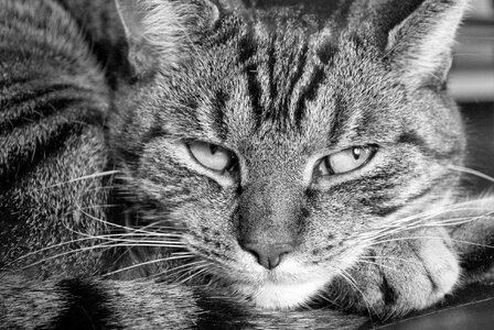 Cat tiger sleepy