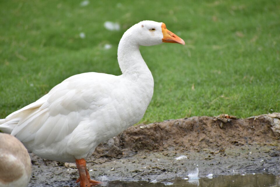Duck white duck bird
