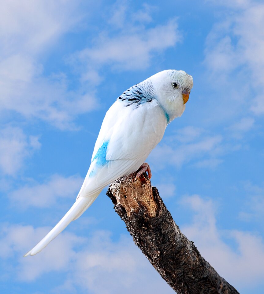 Little bird ave background