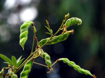 Toor dal pigeon pea pea