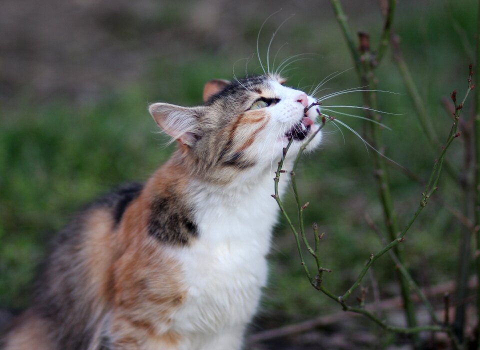 Eating pet about photo