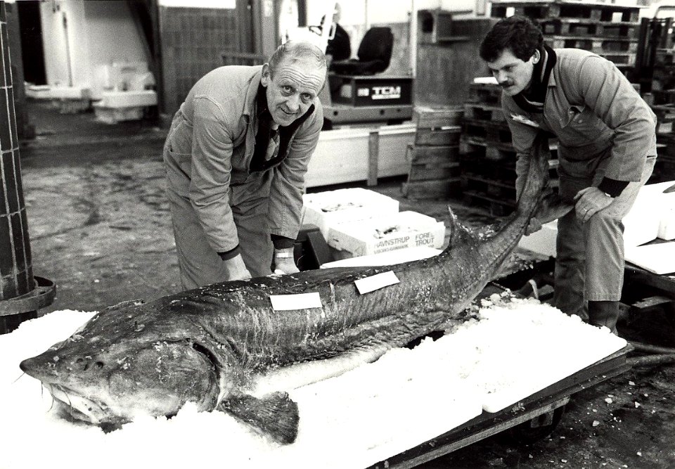 Vishandel Karel Hoeve, Halkade 4d 014. Geschonken in 1986 door United Photos de Boer bv. Identificatienummer 54-015701