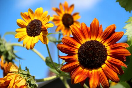 Ornamental plant garden flower bright