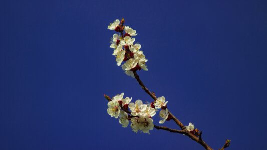 Danube region blossom bloom photo