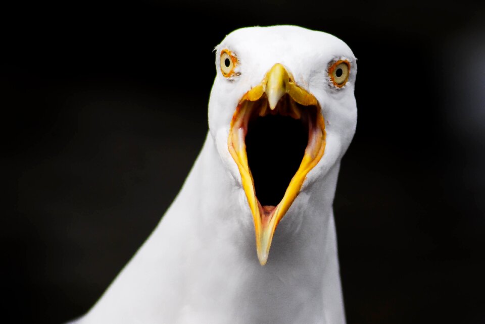 Hamburg nature seagull