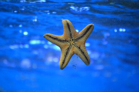 Underwater ocean sea photo