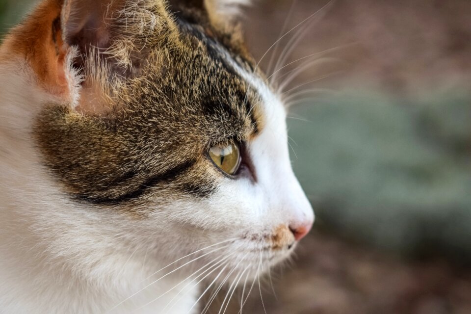 Feline animal eye photo