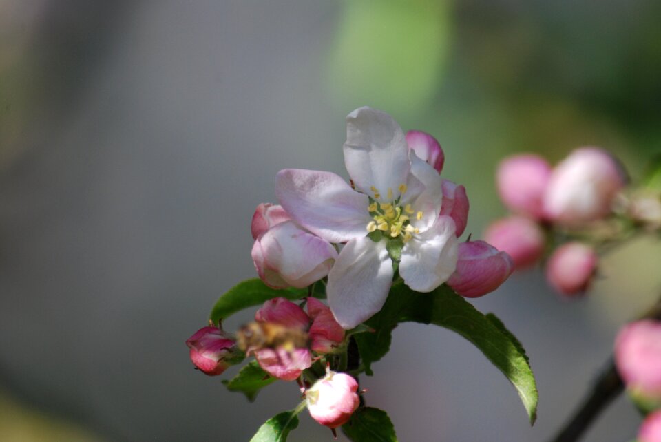 Tree garden spring