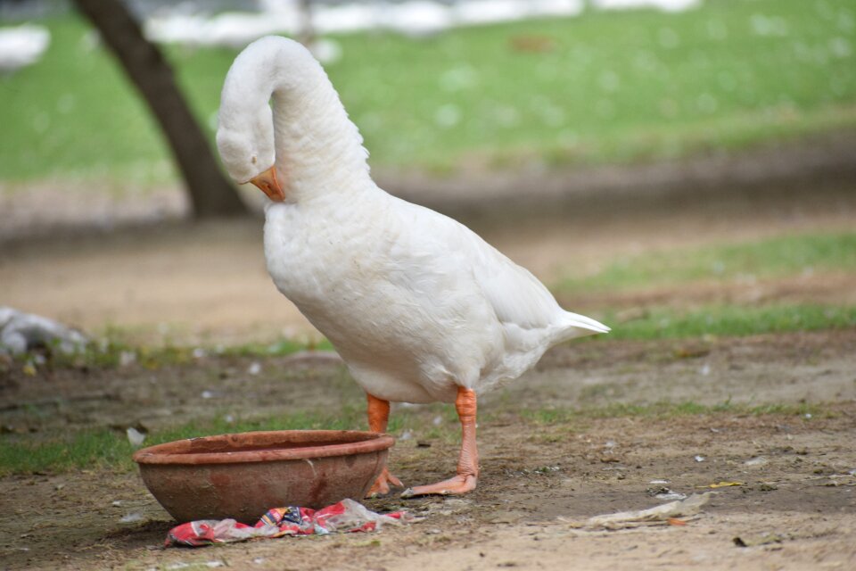 White duck bird long neck