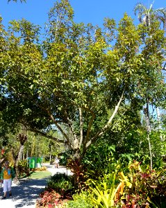 Vitex cymosa - Naples Botanical Garden - Naples, Florida - DSC09904