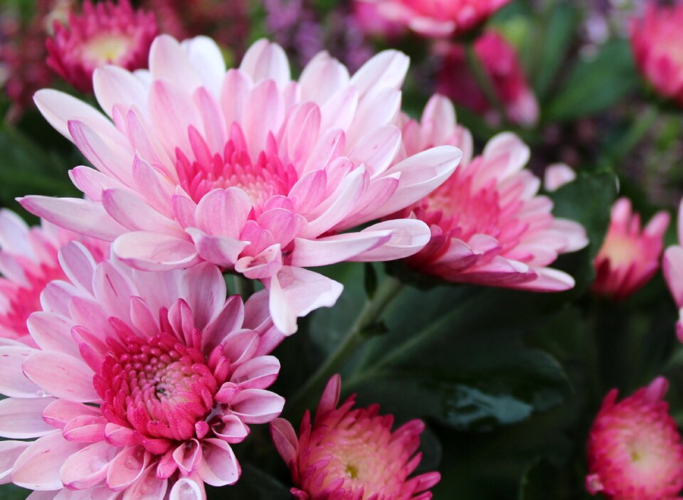 Plant flowering nature