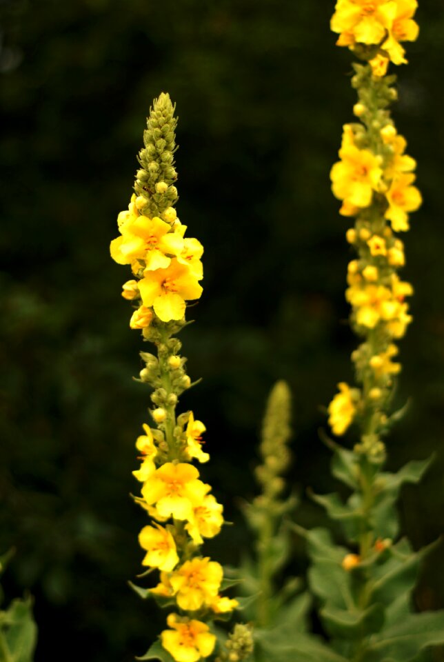 Herb mullein flower