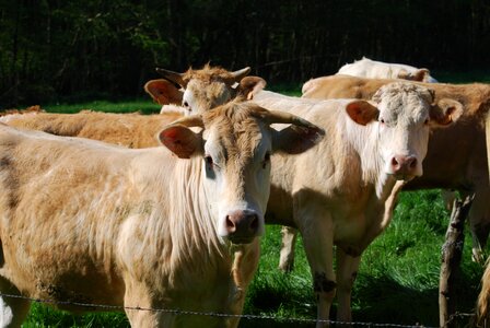 Field agriculture cattle