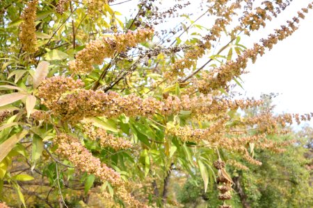 Vitex agnus-castus - McConnell Arboretum & Botanical Gardens - DSC02951