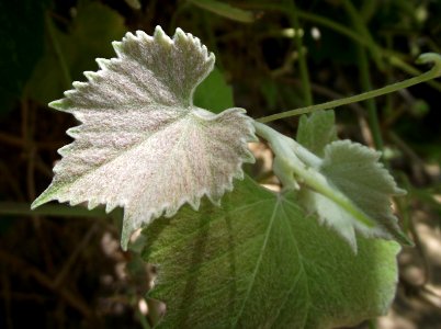Vitis girdiana new leaf photo