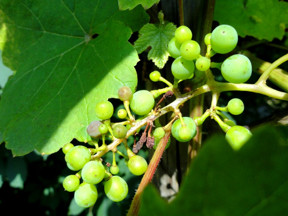 Vitis vinifera 'Riesling' - Botanischer Garten, Frankfurt am Main - DSC03205