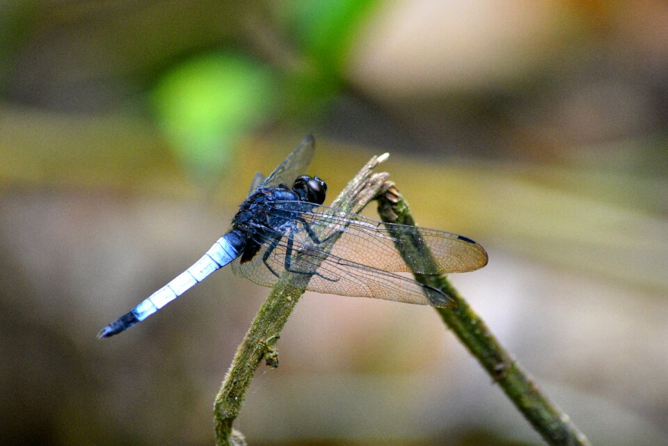 Dragonfly outdoor wildlife