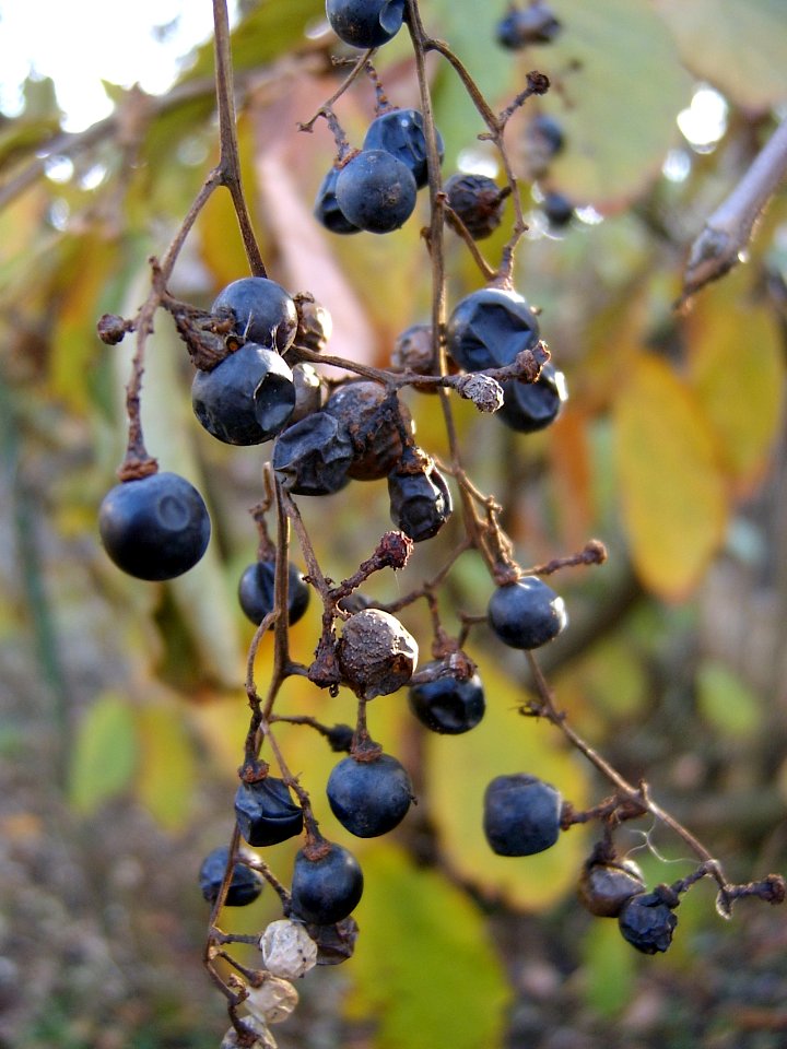 Vitis vulpina 2019-11-25 Beechview