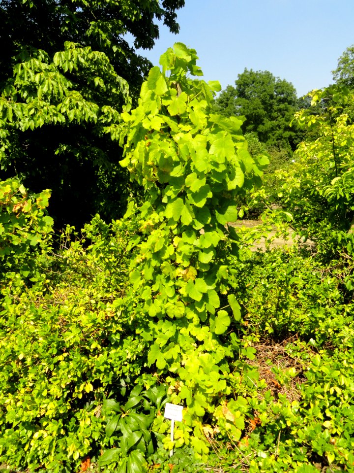 Vitis vinifera 'Silvaner' - Botanischer Garten, Frankfurt am Main - DSC03203