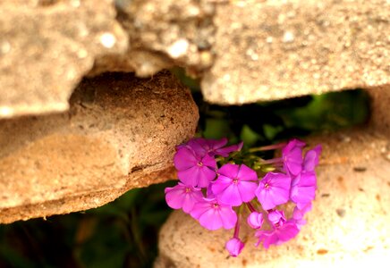 Fence hole flower