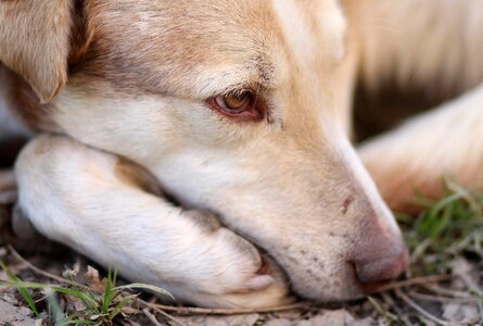 Rest pet brown