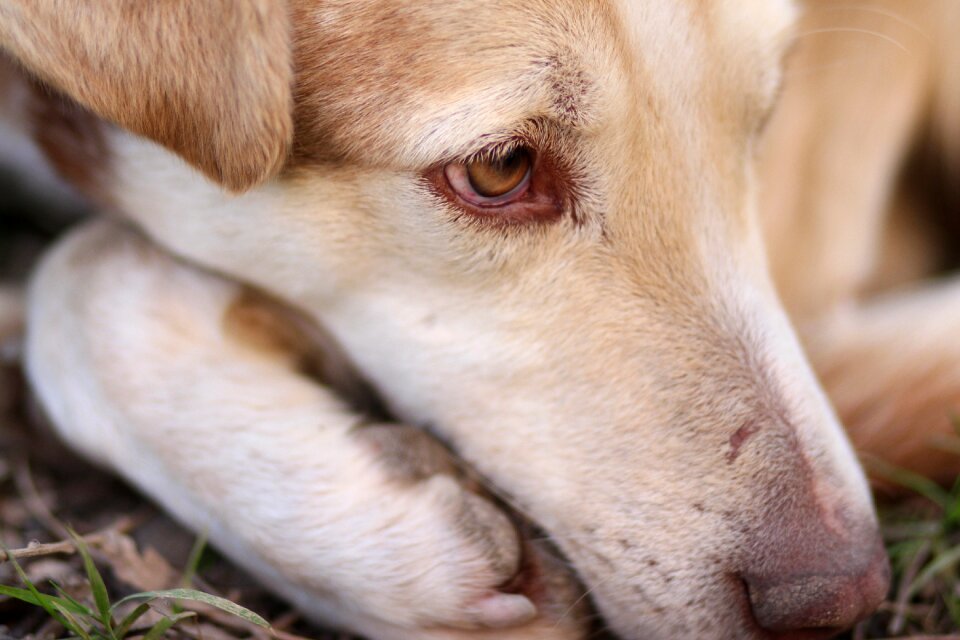 Rest pet brown