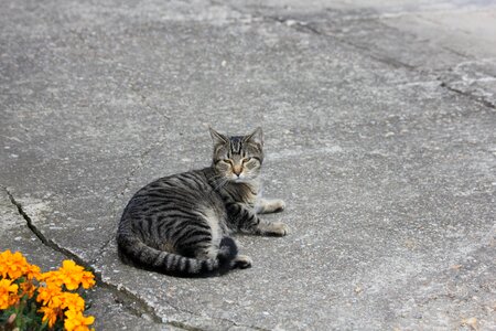 Rest kitten domestic cat photo