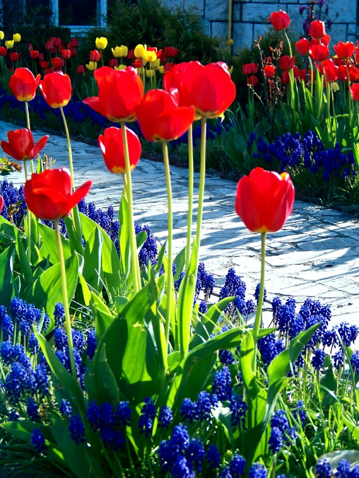 Tulips grape hyacinth path